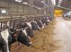 lieu dit Malatrait joli troupeau de cent vaches laitieres Holstein à M. Servant